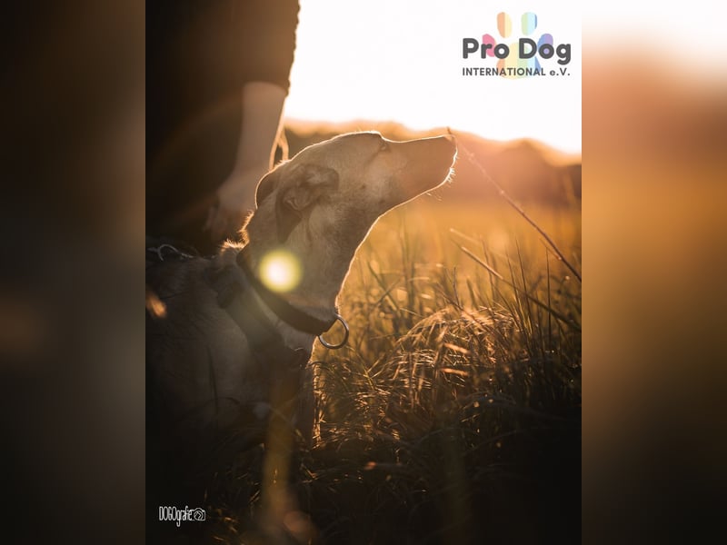 Romy, eine Traumhündin