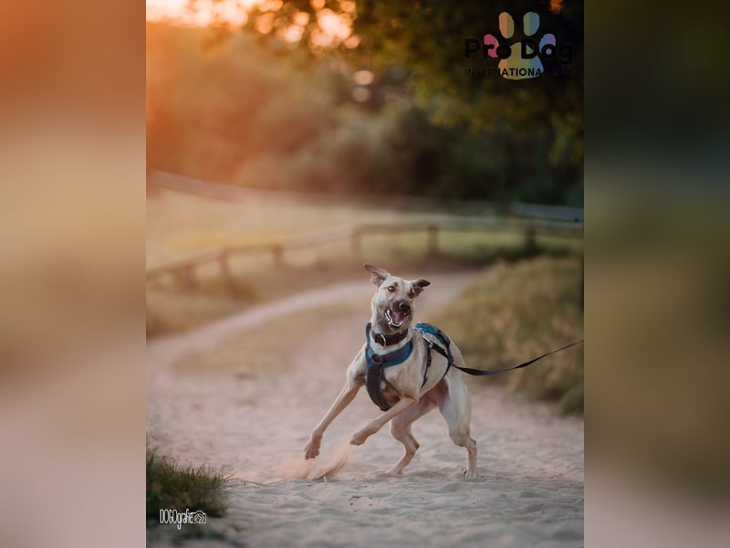 Romy, eine Traumhündin