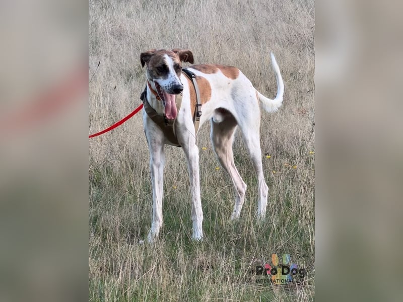 Traumhund Dante sucht neues Zuhause