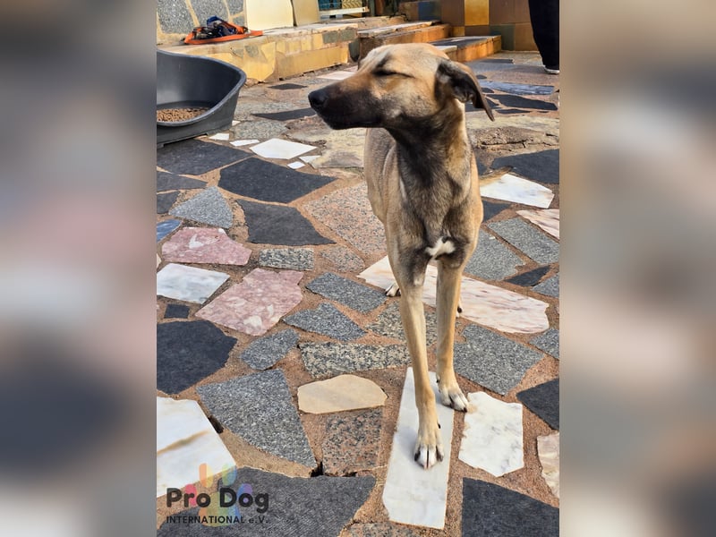 Romy auf Pflegestelle