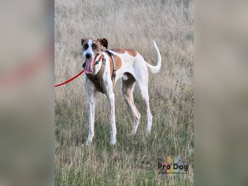 Traumhund Dante sucht neues Zuhause
