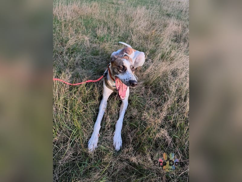 Traumhund Dante sucht neues Zuhause