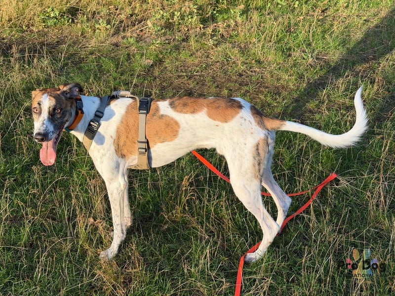 Traumhund Dante sucht neues Zuhause