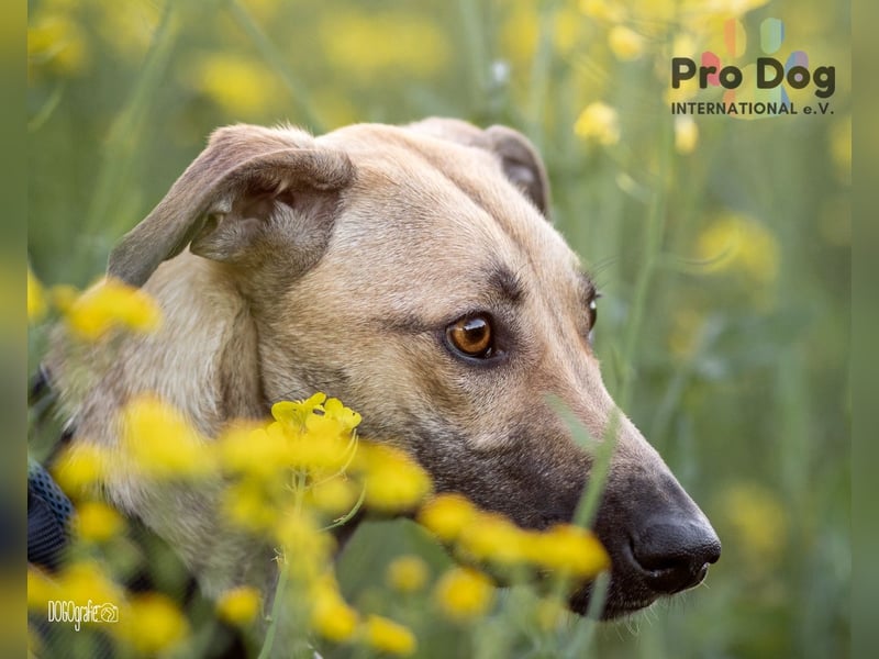 Romy, eine Traumhündin