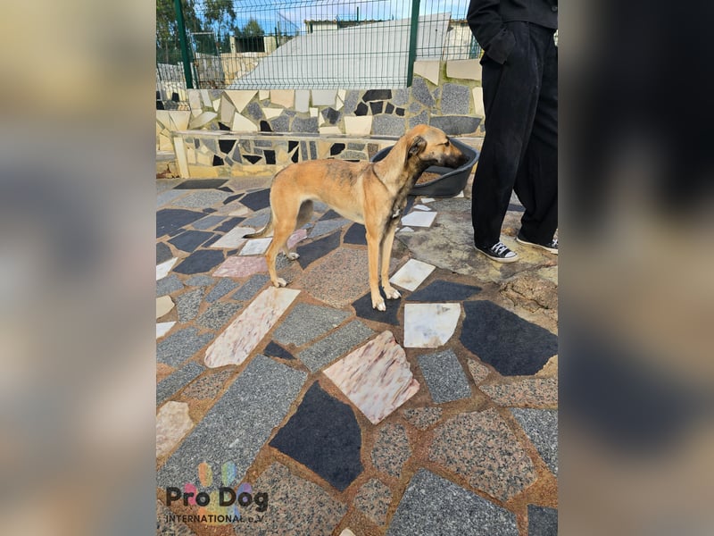 Romy auf Pflegestelle