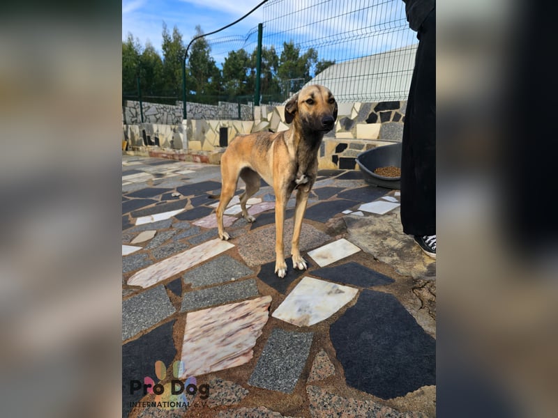 Romy auf Pflegestelle