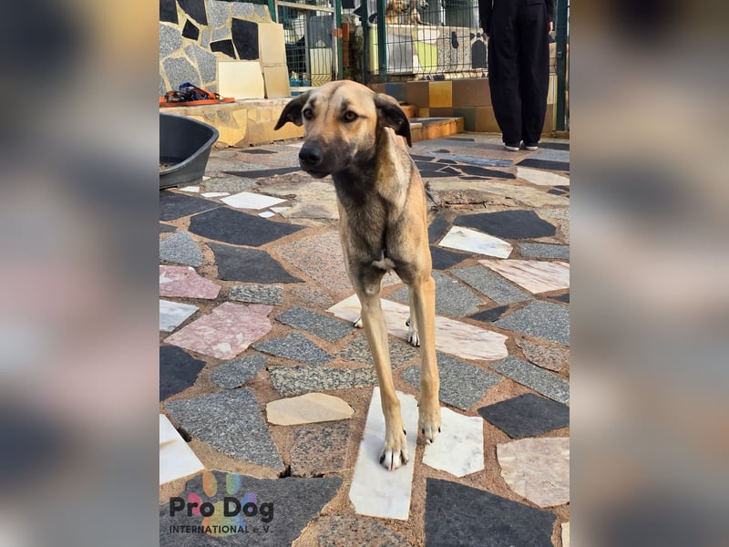 Romy auf Pflegestelle