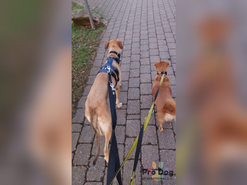 Romy auf Pflegestelle