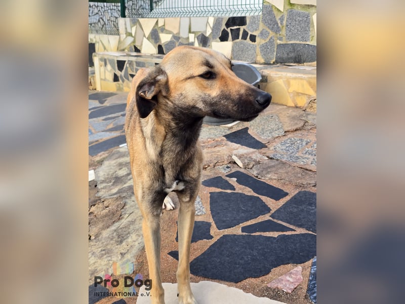 Romy auf Pflegestelle