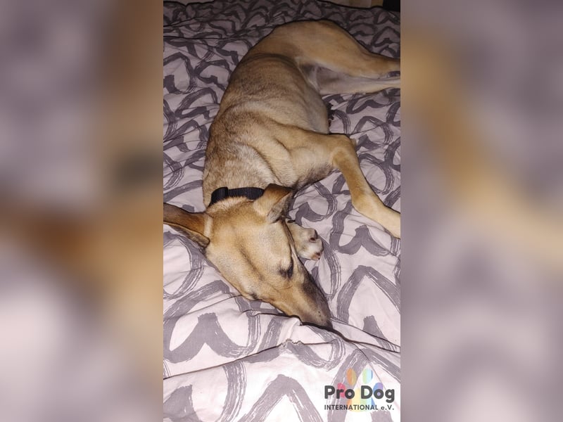 Romy auf Pflegestelle