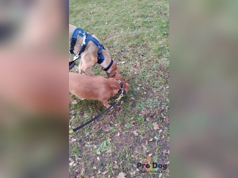 Romy auf Pflegestelle