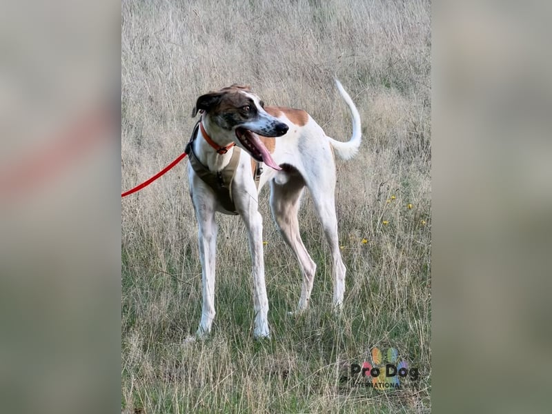 Traumhund Dante sucht neues Zuhause