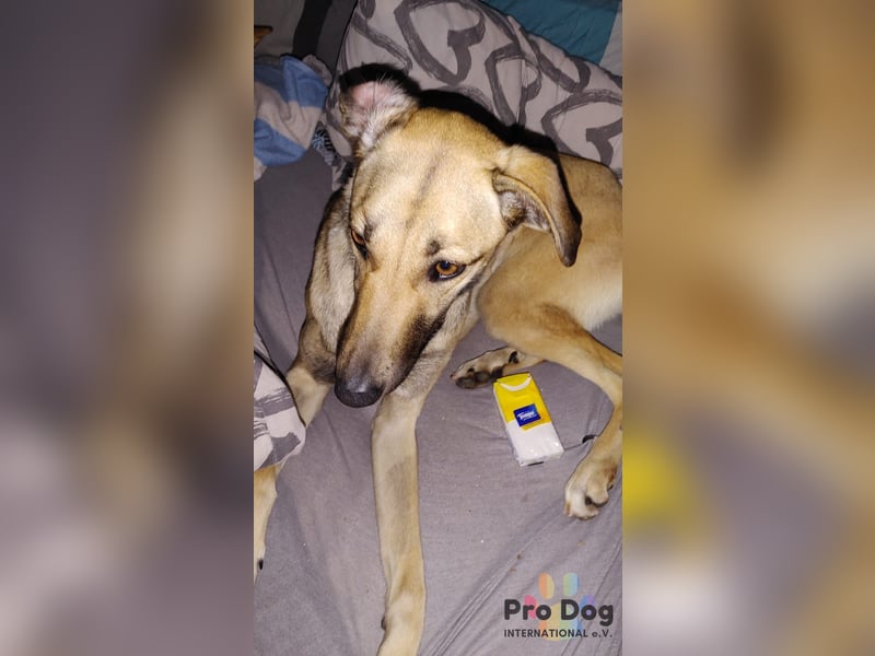 Romy auf Pflegestelle