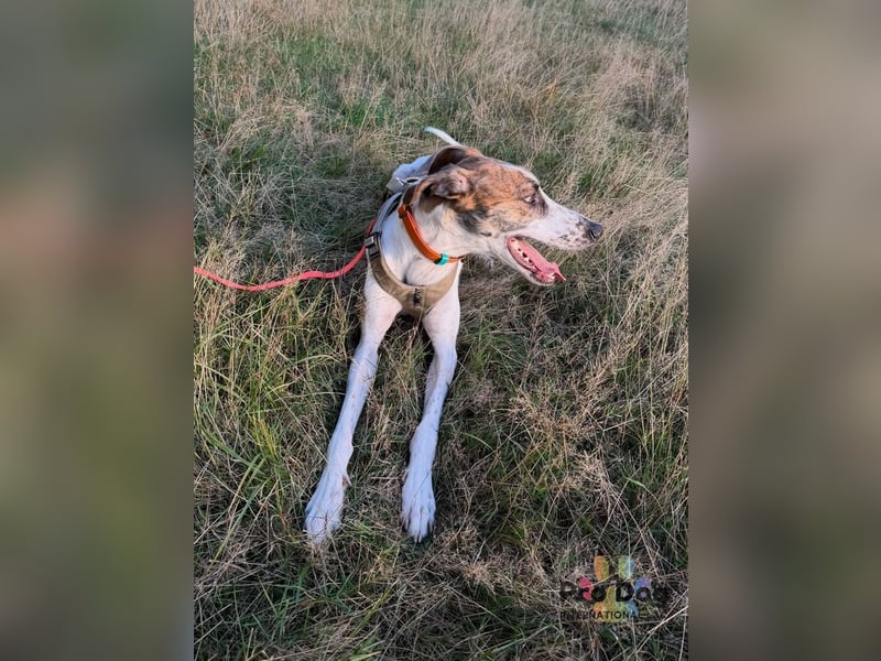 Traumhund Dante sucht neues Zuhause