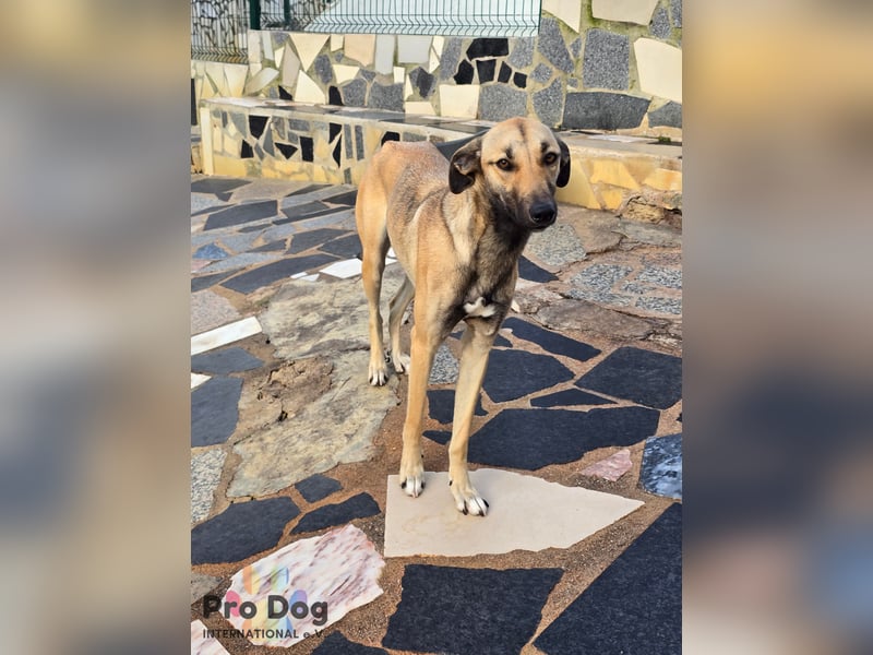 Romy auf Pflegestelle