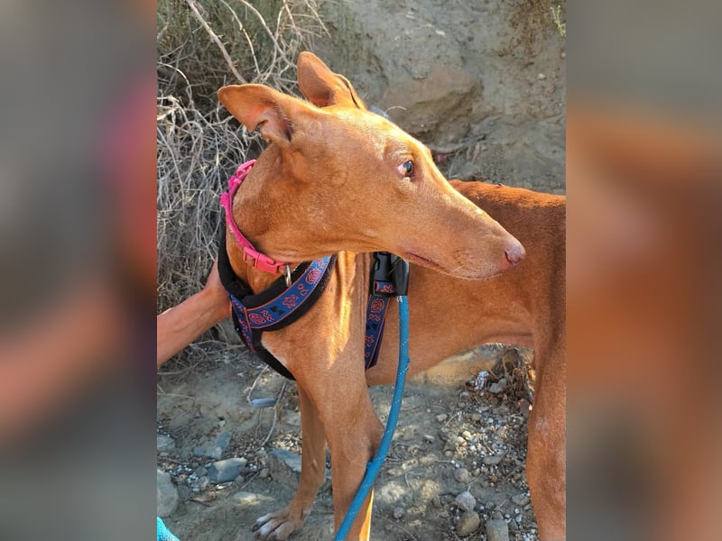 Shabi - Galgo Espanol Mixrüde - zutraulich, familiengeeignet, lernwillig