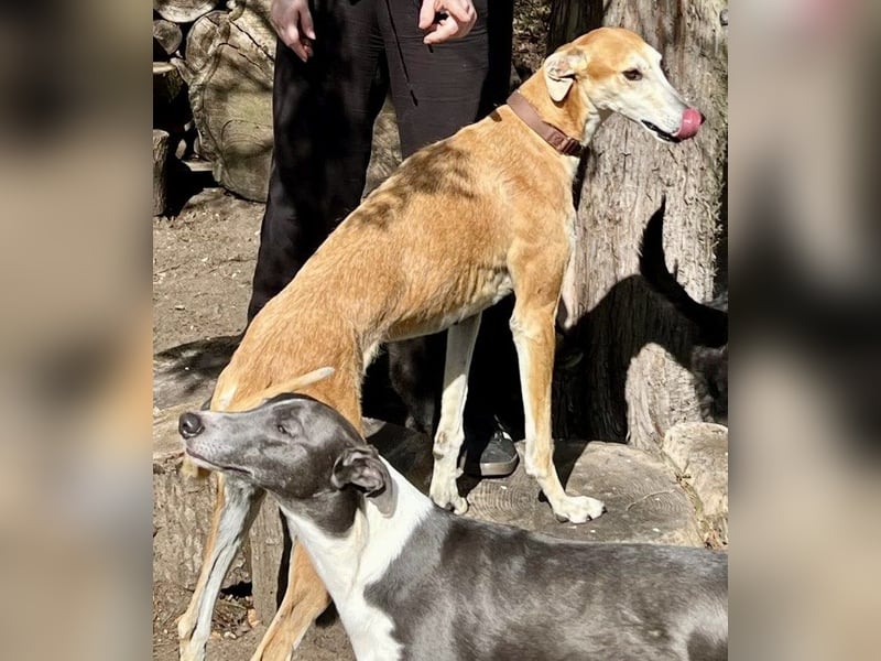 Coin -  Familienhund, freundlich nund verschmust / BEREITS IN DeUTSCHLAND