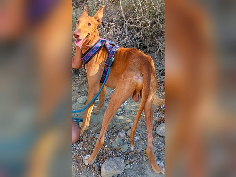 Shabi - Galgo Espanol Mixrüde - zutraulich, familiengeeignet, lernwillig