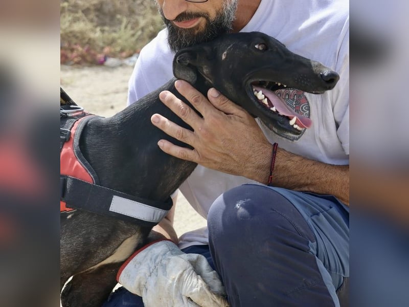 Hank - lässt sich gerne anfassen, zutraulich und freundlich