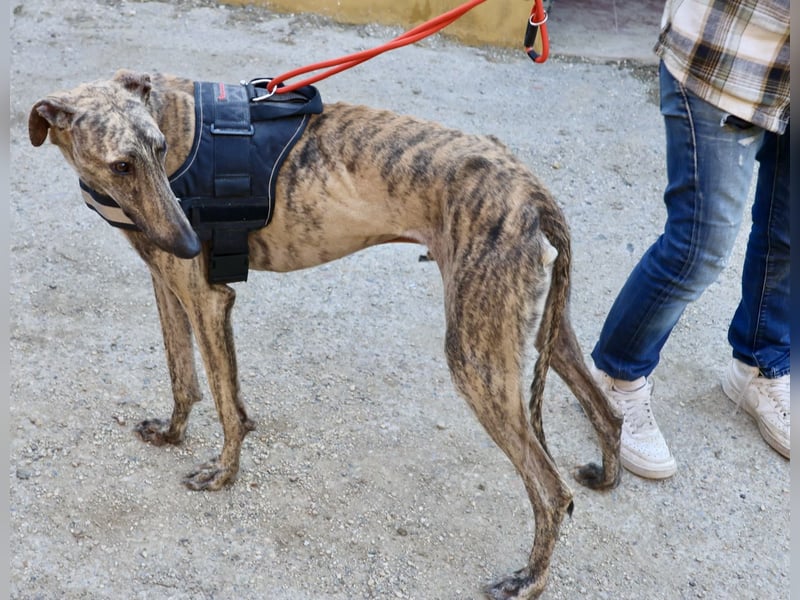 Rayo - elegant, freundlich und menschenbezogen