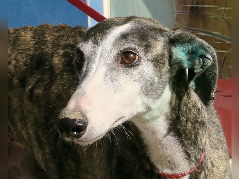 Maggie - zutraulich, elegant und lernwillig