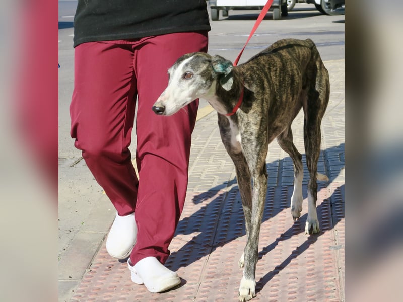 Maggie - zutraulich, elegant und lernwillig