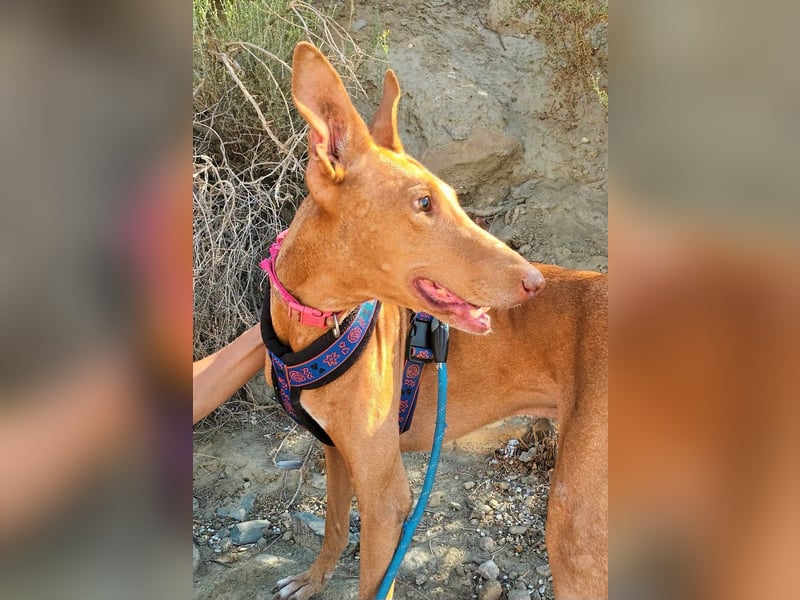 Shabi - Galgo Espanol Mixrüde - zutraulich, familiengeeignet, lernwillig