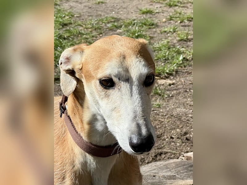 Coin -  Familienhund, freundlich nund verschmust / BEREITS IN DeUTSCHLAND