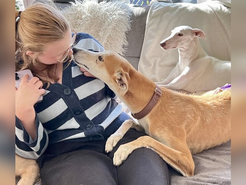 Coin -  Familienhund, freundlich nund verschmust / BEREITS IN DeUTSCHLAND