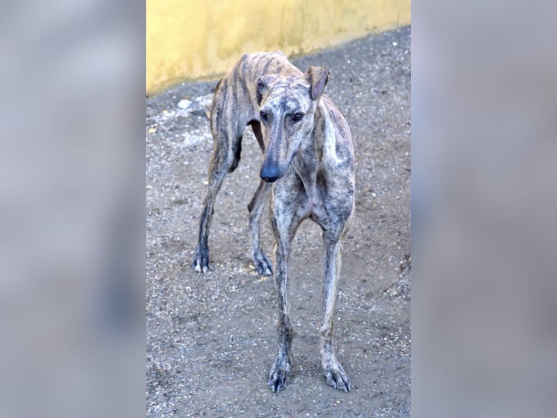 Rayo - elegant, freundlich und menschenbezogen