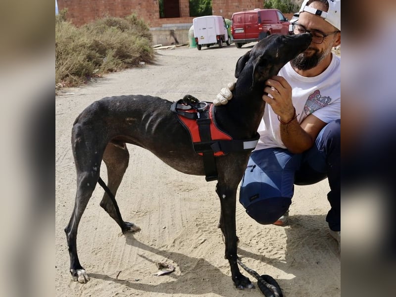 Hank - lässt sich gerne anfassen, zutraulich und freundlich