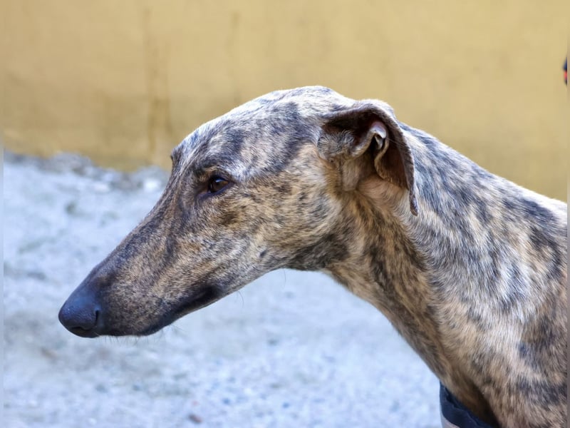 Rayo - elegant, freundlich und menschenbezogen