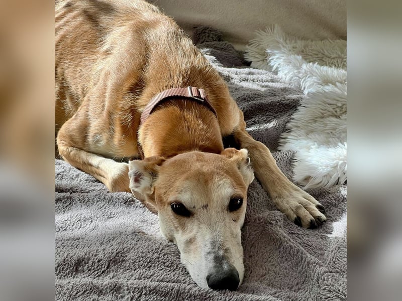 Coin -  Familienhund, freundlich nund verschmust / BEREITS IN DeUTSCHLAND