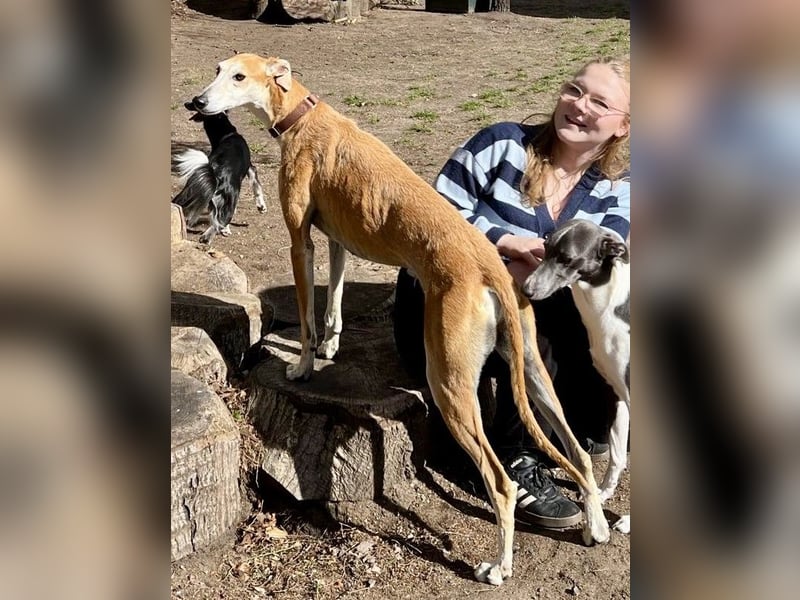 Coin -  Familienhund, freundlich nund verschmust / BEREITS IN DeUTSCHLAND