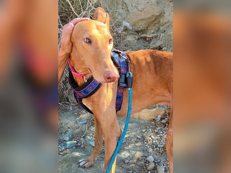 Shabi - Galgo Espanol Mixrüde - zutraulich, familiengeeignet, lernwillig