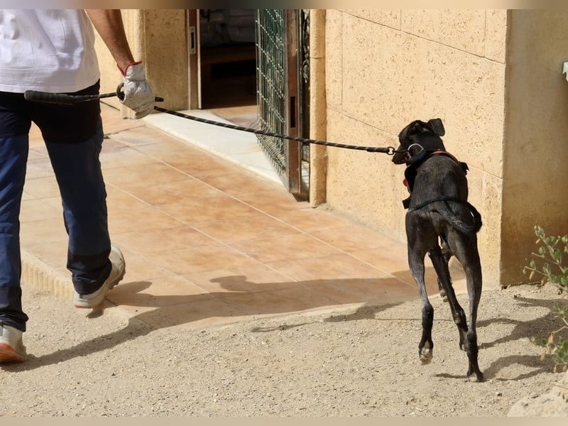 Hank - lässt sich gerne anfassen, zutraulich und freundlich
