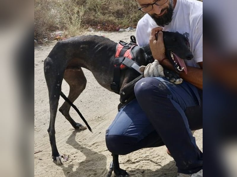 Hank - lässt sich gerne anfassen, zutraulich und freundlich