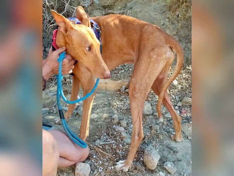 Shabi - Galgo Espanol Mixrüde - zutraulich, familiengeeignet, lernwillig