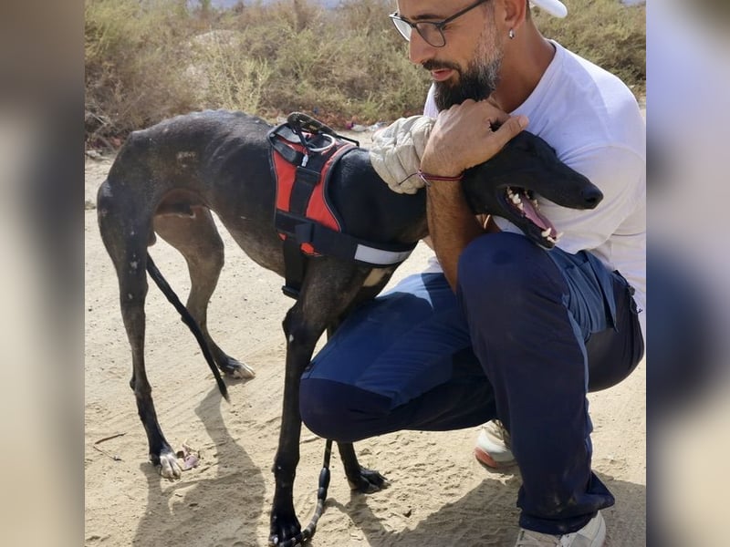 Hank - lässt sich gerne anfassen, zutraulich und freundlich