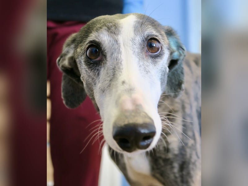 Maggie - zutraulich, elegant und lernwillig