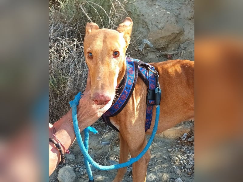 Shabi - Galgo Espanol Mixrüde - zutraulich, familiengeeignet, lernwillig