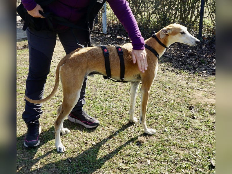 Coin -  Familienhund, freundlich nund verschmust / BEREITS IN DeUTSCHLAND