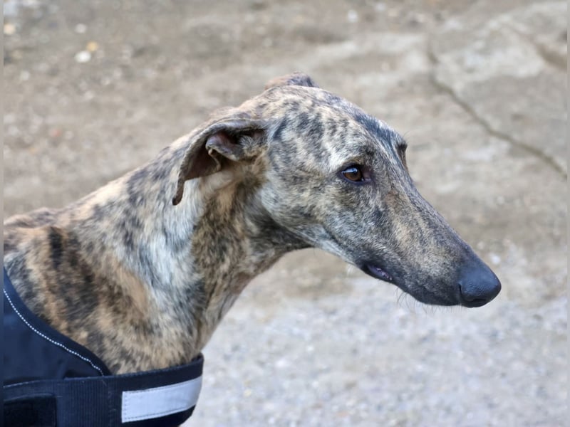 Rayo - elegant, freundlich und menschenbezogen