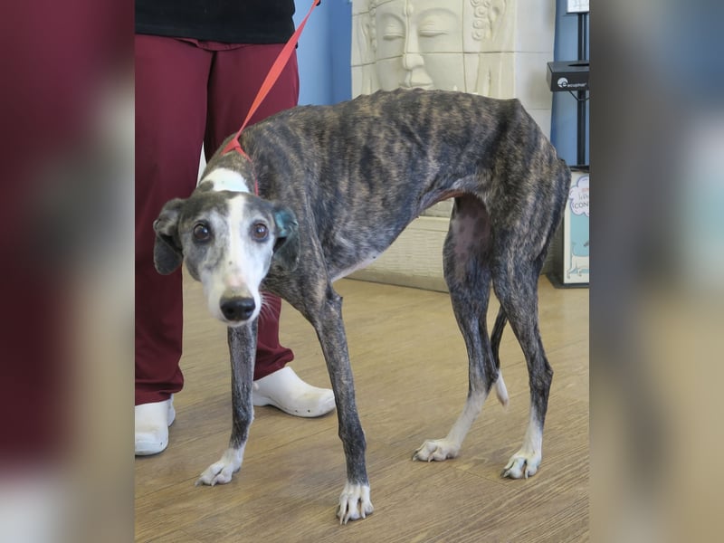 Maggie - zutraulich, elegant und lernwillig