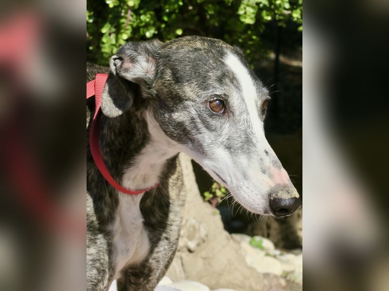 Maggie - zutraulich, elegant und lernwillig