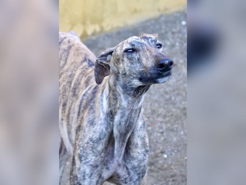 Rayo - elegant, freundlich und menschenbezogen