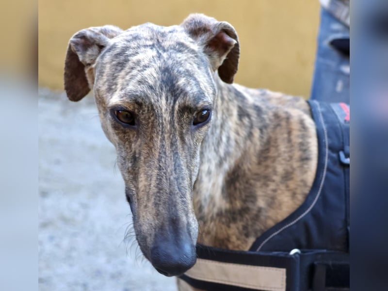 Rayo - elegant, freundlich und menschenbezogen