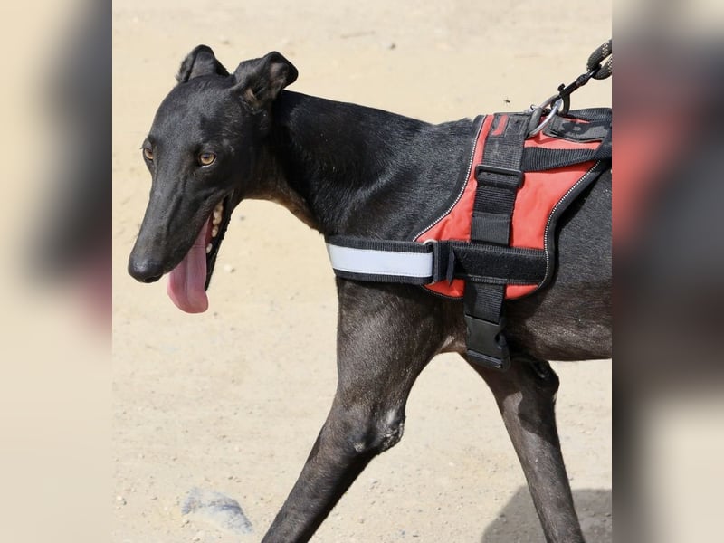 Hank - lässt sich gerne anfassen, zutraulich und freundlich