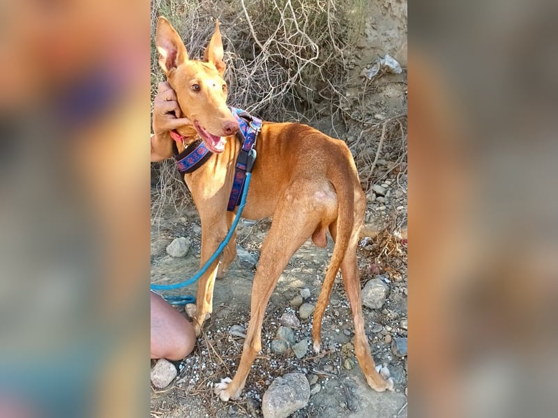 Shabi - Galgo Espanol Mixrüde - zutraulich, familiengeeignet, lernwillig
