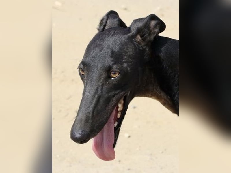 Hank - lässt sich gerne anfassen, zutraulich und freundlich